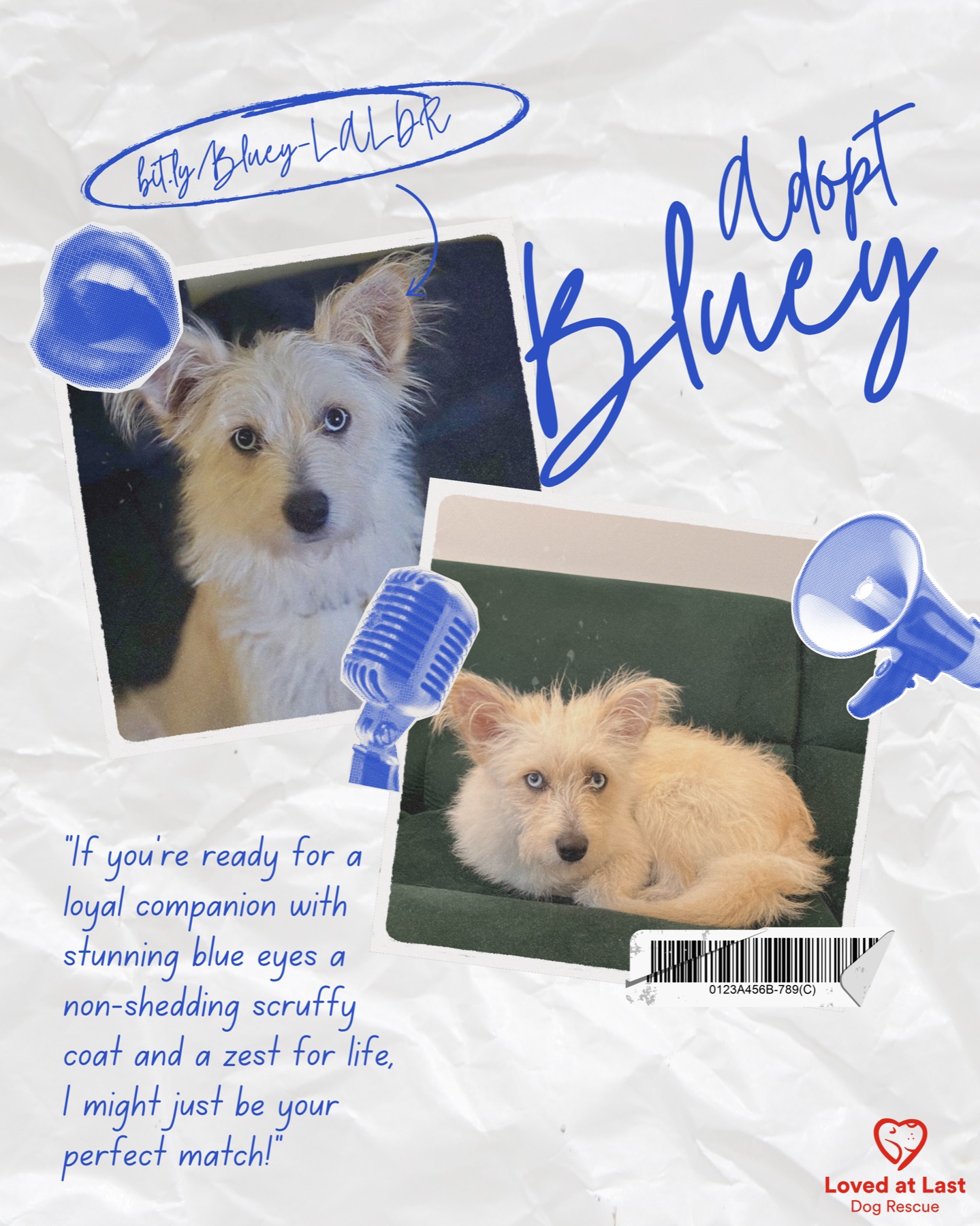 Bluey